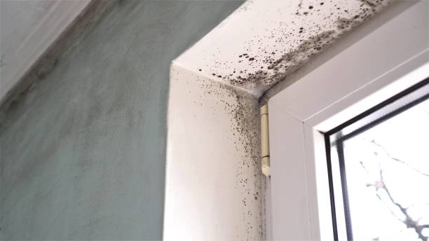 Best Emergency Mold Remediation  in New Providence, NJ