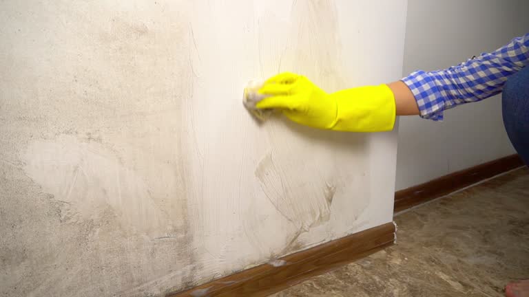 Best Attic Mold Removal  in New Providence, NJ