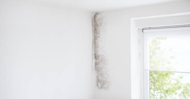 Mold Remediation for Rental Properties in New Providence, NJ