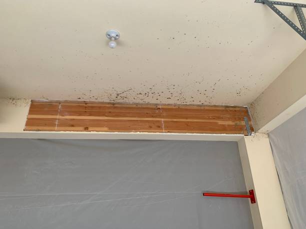 Best Mold Odor Removal Services  in New Providence, NJ