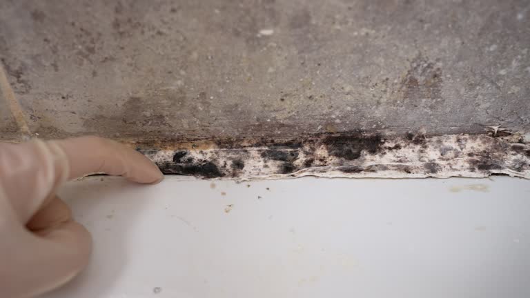 Environmental Consulting for Mold Prevention in New Providence, NJ